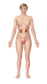 <p>what organs are apart of the <strong>urinary</strong> system (4)</p>