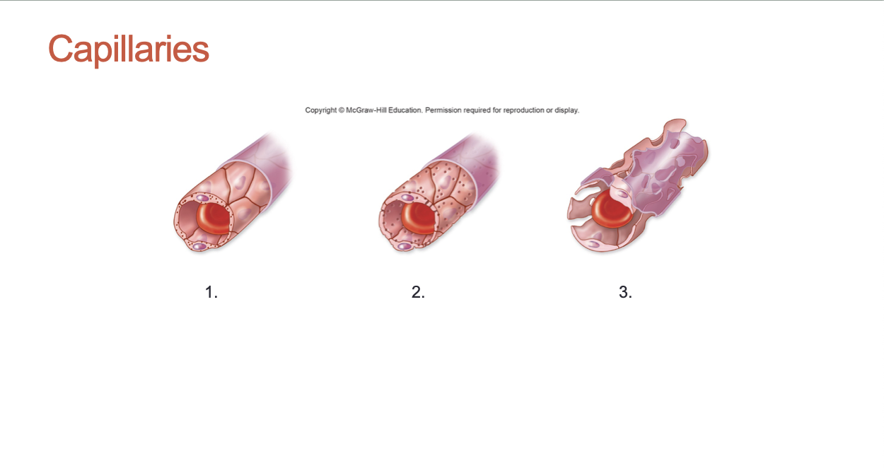 <p>What are the three types of capillaries?</p>