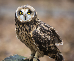 <p>What Bird Species is this?</p>