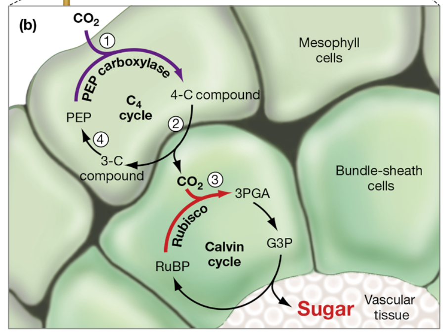<p>C4 Pathway</p>