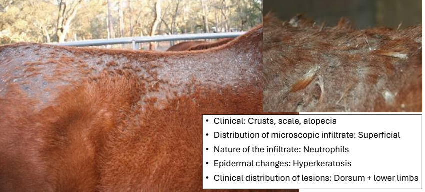<ul><li><p>crusts, scale, alopecia</p></li><li><p>distribution of lesions: dorsum + lower limbs</p></li></ul><p></p>
