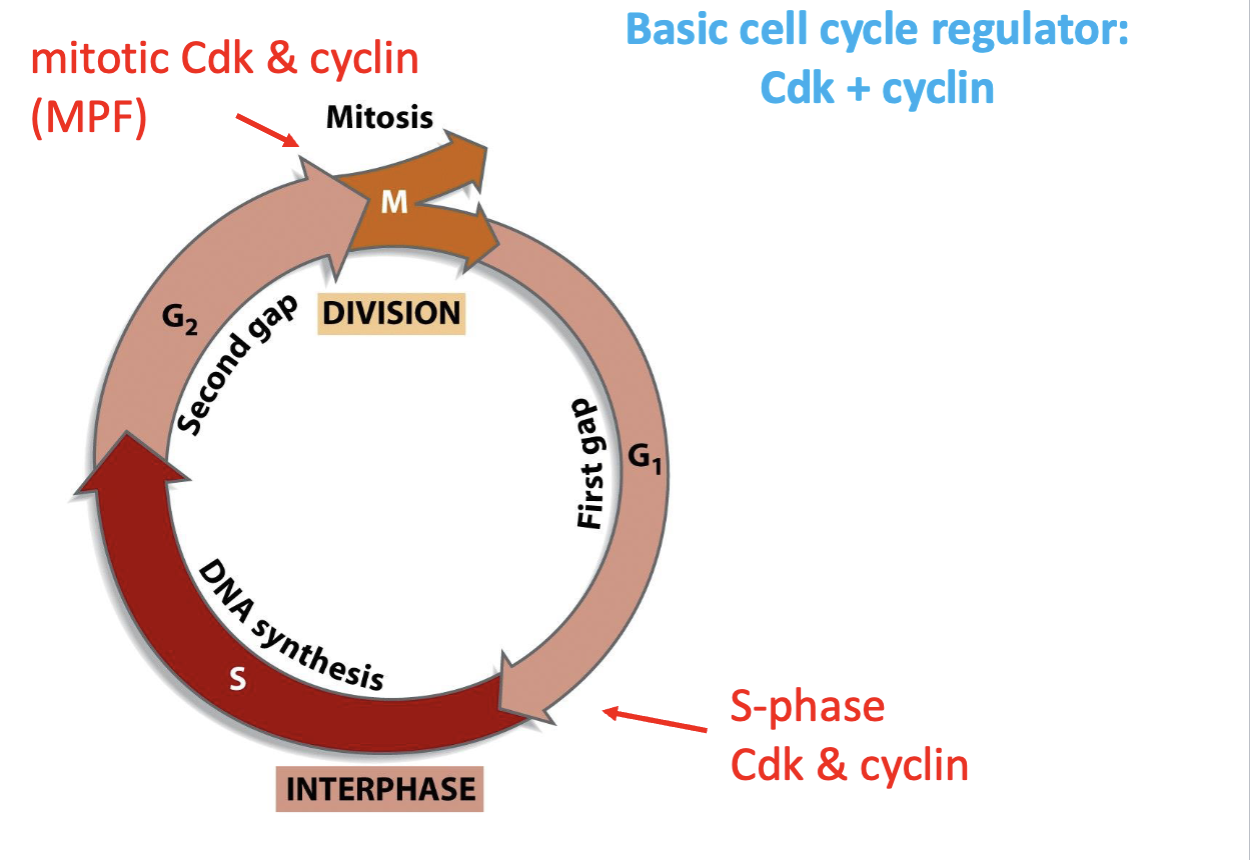 <ul><li><p>Mitotic CDK &amp; cyclin to push cell into Mitosis</p></li><li><p>BUT CDK &amp; cyclin also present to push cell into S-phase (checkpoints scattered throughout cell cycle)</p></li></ul><p></p>