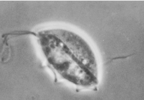 <p>Name this protist: where it is found in host, mode of transmission</p>