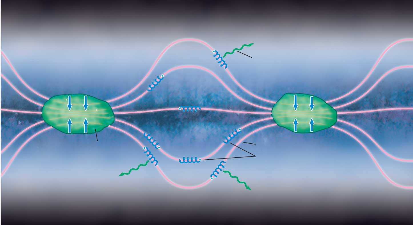 <p>green part with arrows- <span>Composed mostly of molecular hydrogen, and where many stars are born</span><br>green arrow at the top- <span>Energy emitted when charged particles are accelerated in a curved path</span><br><span>blue at the bottom- Mostly fast-moving protons, but some are nuclei of helium and carbon</span><br><span>pink line- A field that helps describe the electromagnetic properties of various points in space</span></p>