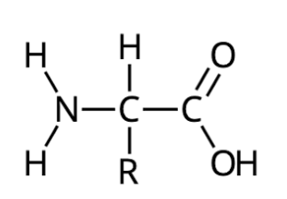 <ul><li><p><span style="background-color: transparent;">Den består av en <u>aminogrupp</u> och en <u>karbonylgrupp</u>.</span></p></li></ul><p></p>