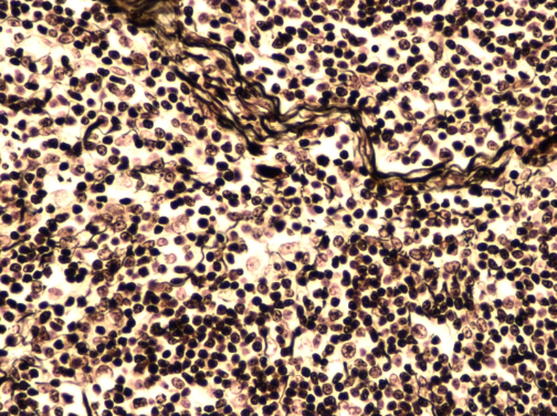 <p>What tissue is this?</p>