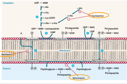 <ul><li><p>bacitracina→ inibidor de peptidoglicano</p><ul><li><p>produzida por <em>Bacillus</em></p></li><li><p>espectro de ação reduzido: só gram positivas e <em> Neisseria</em></p></li><li><p>usado em aplicação tópica</p></li><li><p>NAG e NAM sintetizados no citoplasma e precisa sair para juntar à parede → liga-se ao transportador bactoprenol (molécula transportadora do monómero)→ inibe a ação do transportador</p></li></ul></li></ul><p></p>