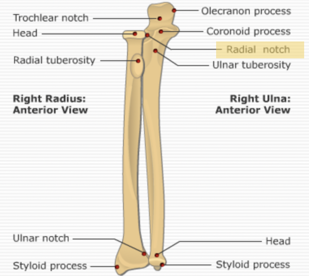 <p><span>The <strong>radial notch</strong>.</span></p>
