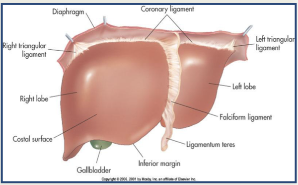 <p>connects the posteriosuperior surface of the liver to the diaphragm (bare area margins) Is continuous with the rt &amp; lt triangular <span style="line-height: normal;">ligaments and falciform ligament (anteriorly) </span></p>