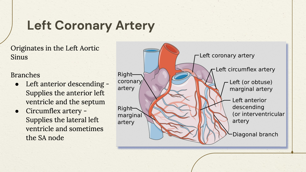 <p>1. Left Anterior Descending (LAD)</p><ul><li><p>Supplies the <strong>anterior (front) left ventricle</strong></p></li><li><p>Supplies the <strong>interventricular septum</strong></p></li></ul><p></p><p></p><p></p><p>Circumflex Artery (LCX)</p><ul><li><p>Supplies the <strong>lateral (side) left ventricle</strong></p></li><li><p>May supply the <strong>SA node</strong> in some people</p></li></ul><p></p><p></p><p></p>
