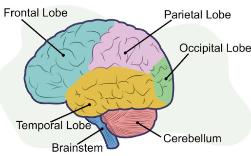 <p>cerebrum divided into 4 main lobes:</p><p>- frontal lobe</p><p>- temporal lobe</p><p>- parietal lobe</p><p>- occipital lobe</p><p>cerebellum sits beneath back of cerebrum</p><p>brain stem</p>