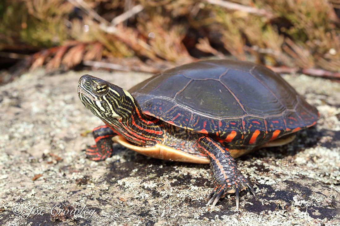 <p>Painted Turtle</p>