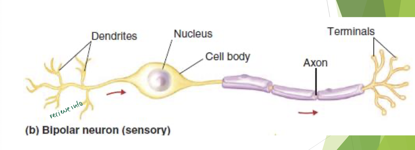 <p>Neurons</p>