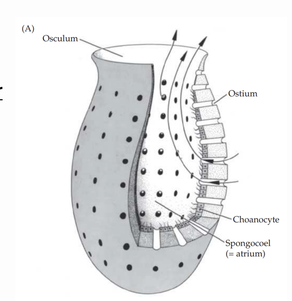<p>What is water flow in an asconoid sponge?</p>