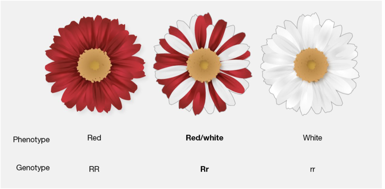 <ul><li><p>A heterozygous phenotype fully and separately expresses both alleles (spotted)</p><ul><li><p>No watered down to pink - fully red / white (both colors fully dominant)</p></li><li><p>Ex: Spotted animals </p></li></ul></li></ul><p></p>