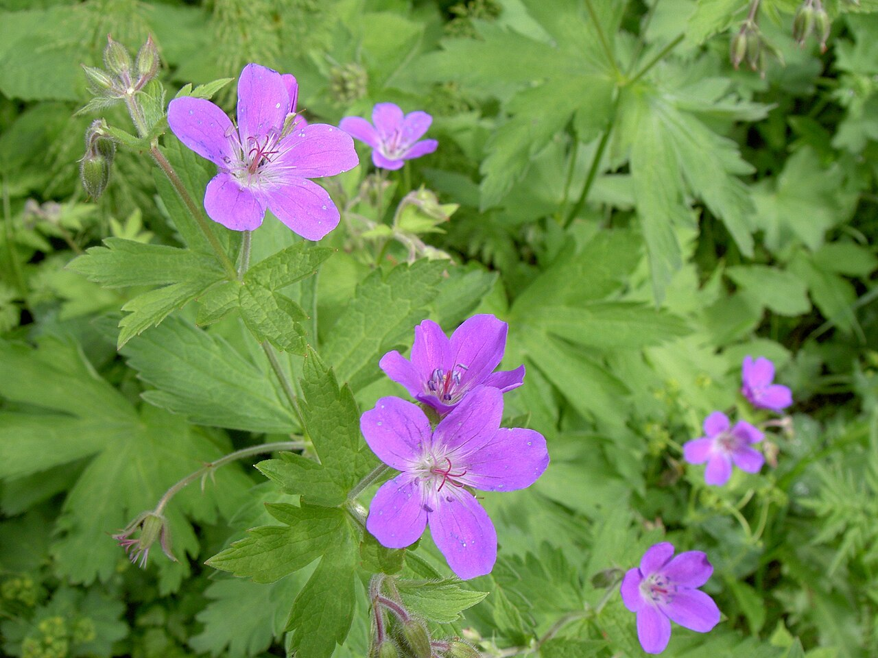 <p>Midsommarblomster   (Blommor kommer 2 och 2, även om de inte skulle blomma samtidigt)</p>