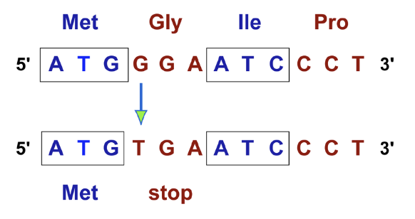 <p>(Point mutation) They change an amino acid to a stop codon, cutting off the protein</p>