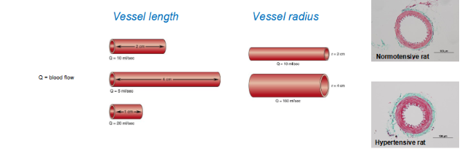 <ul><li><p>normal: lumin diameter is smaller → more resistance to blood flow </p></li><li><p>hypertensive rat: pink smooth muscle is thicker, diameter increases → less resistance </p></li><li><p>recall: F = delta P/R</p></li></ul><p></p>