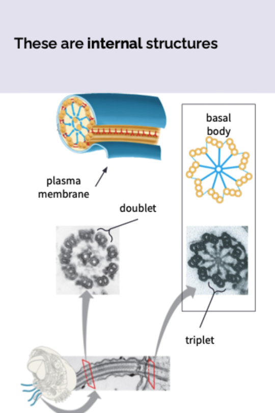 <ul><li><p>Made of microtubules</p></li><li><p>Basal body: $$9$$ microtubule triplets with no central microtubule ($$9+0$$ configuration)</p></li><li><p>Motile portion: $$9$$ microtubule doublets with a central microtubule pair ($$9+2$$ configuration)</p></li><li><p>ATP powered share the same configuration</p></li></ul><p></p>