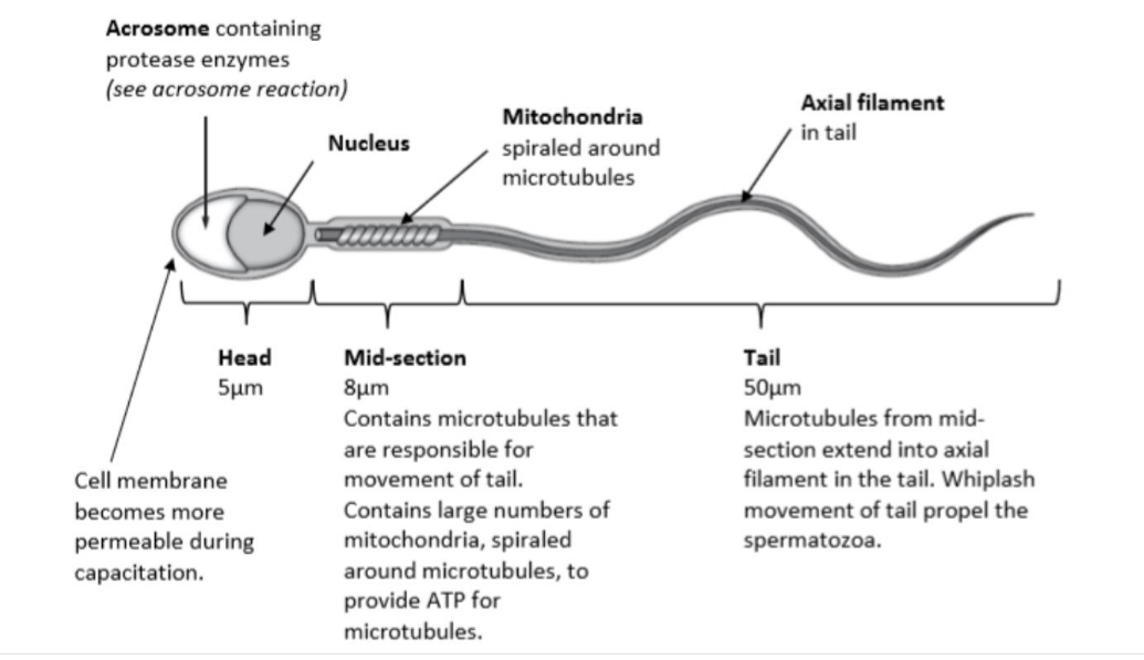 <p>label the sperm cell</p>