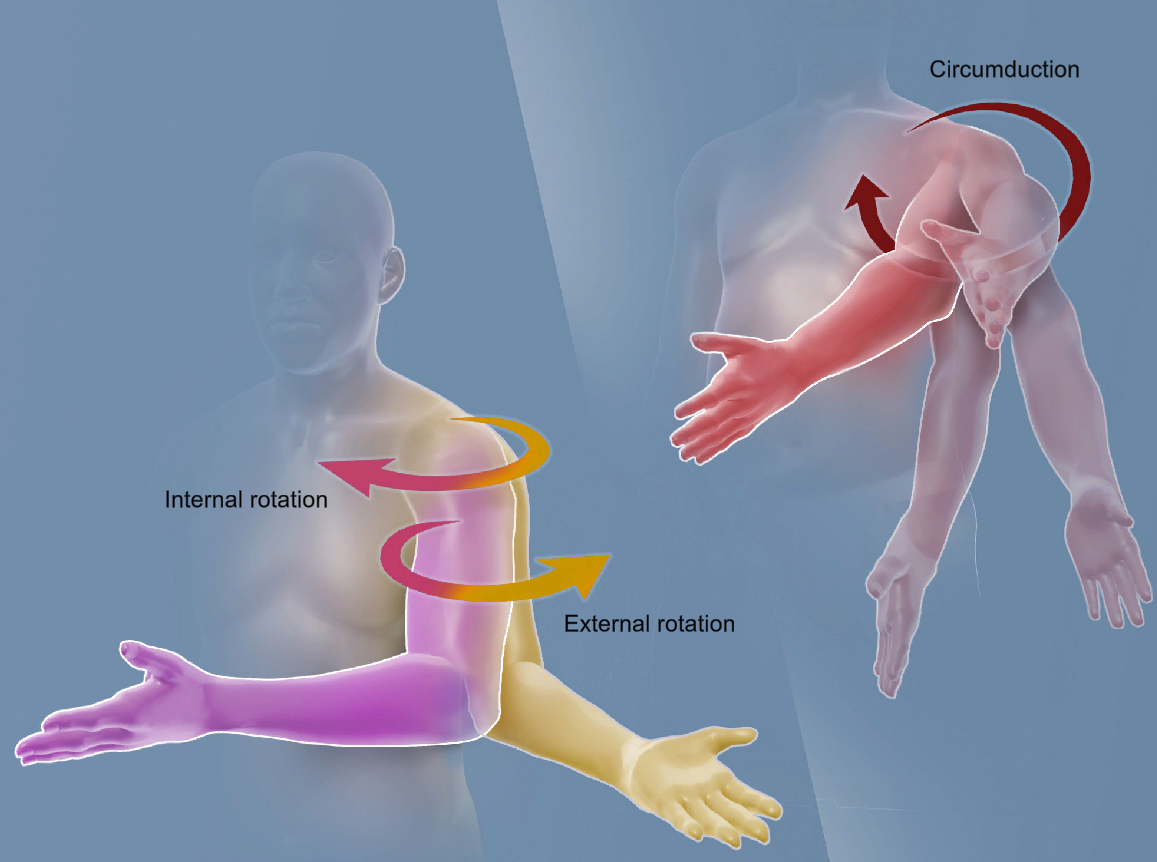 <p>inter rotation</p>