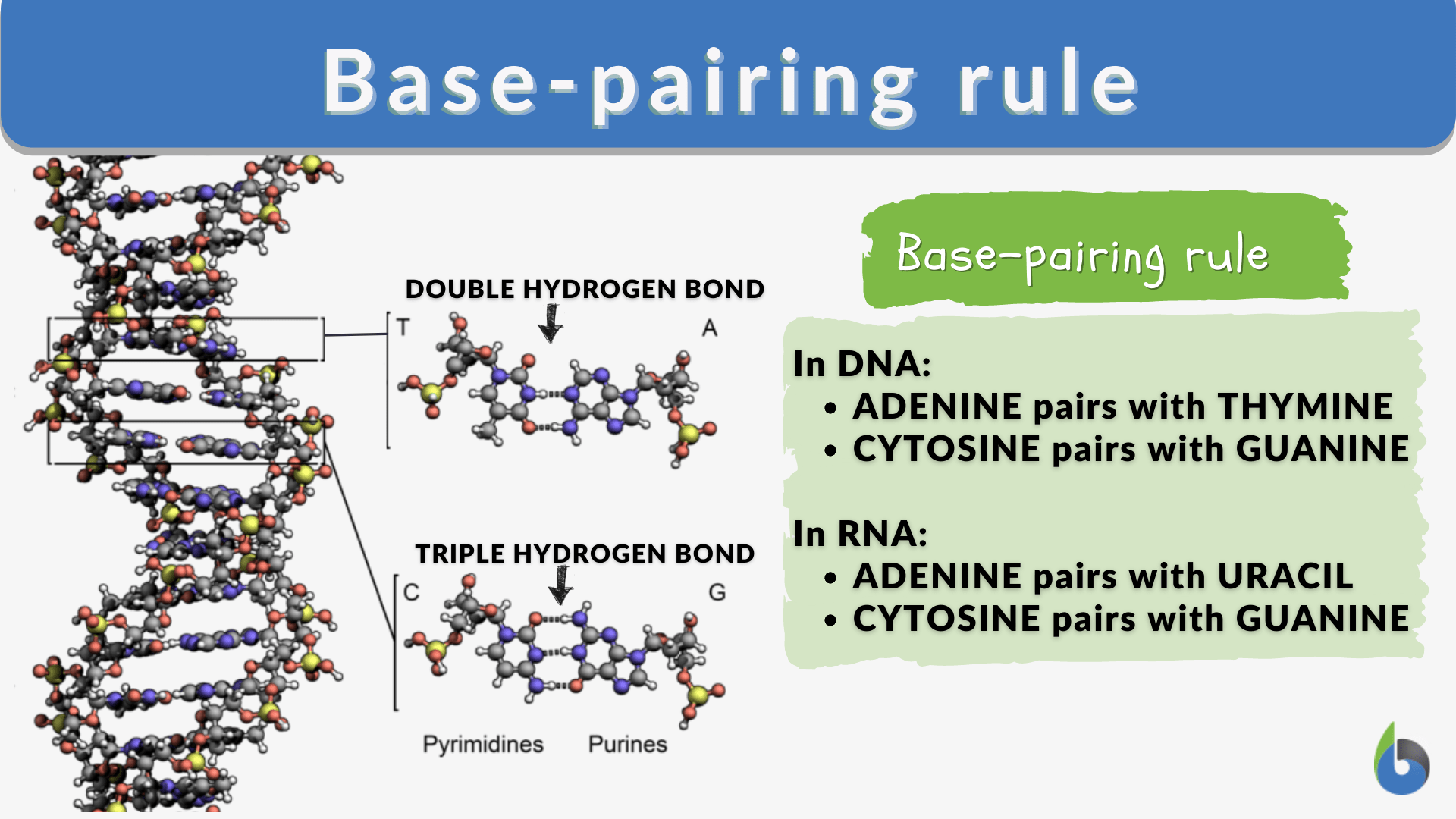 <p>Adenine pairs with Thymine (A=T); Guanine pairs with Cytosine (G≡C).</p>