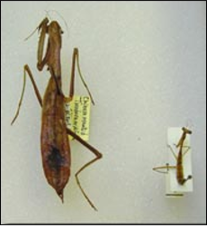 <p>Identify the insect and order</p>