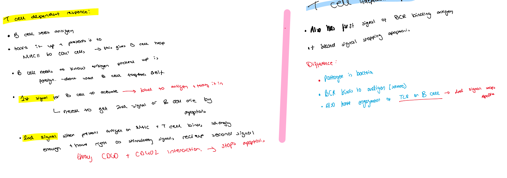 <p>T cell dependant response (More common) </p><ul><li><p>Antigen binds to BCR → 1st activation signal </p></li><li><p>peptide presented on MHC, T cell binds, if strong binding through help of assesory protiens liek CD40, CD40L get 2nd activation signal stops B cell form undergoing apoptosis  </p></li></ul><p></p><p></p><p>and T cell independant response </p><ul><li><p>same 1st signal </p></li><li><p>but 2nd signal is from activatin TLR on B cell </p></li></ul><p></p><p></p><p></p>