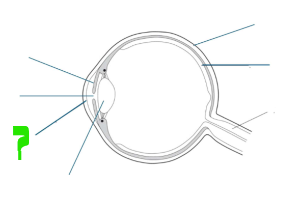 <p>What is this part of the eye?</p>