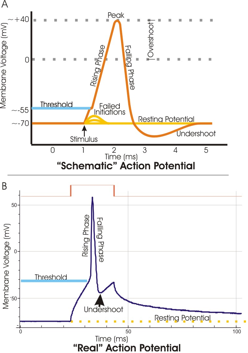 <p>What is the peak of a typical mammalian neuron action potential?</p>