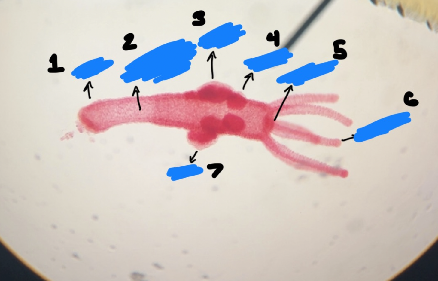 <p>What is the kingdom, phylum, class, genus, and gender of this</p>