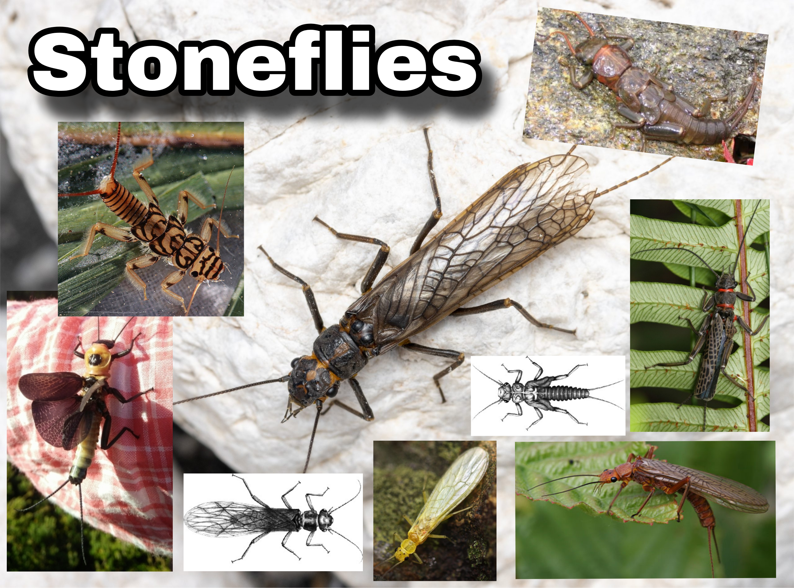 <p>Stoneflies</p>