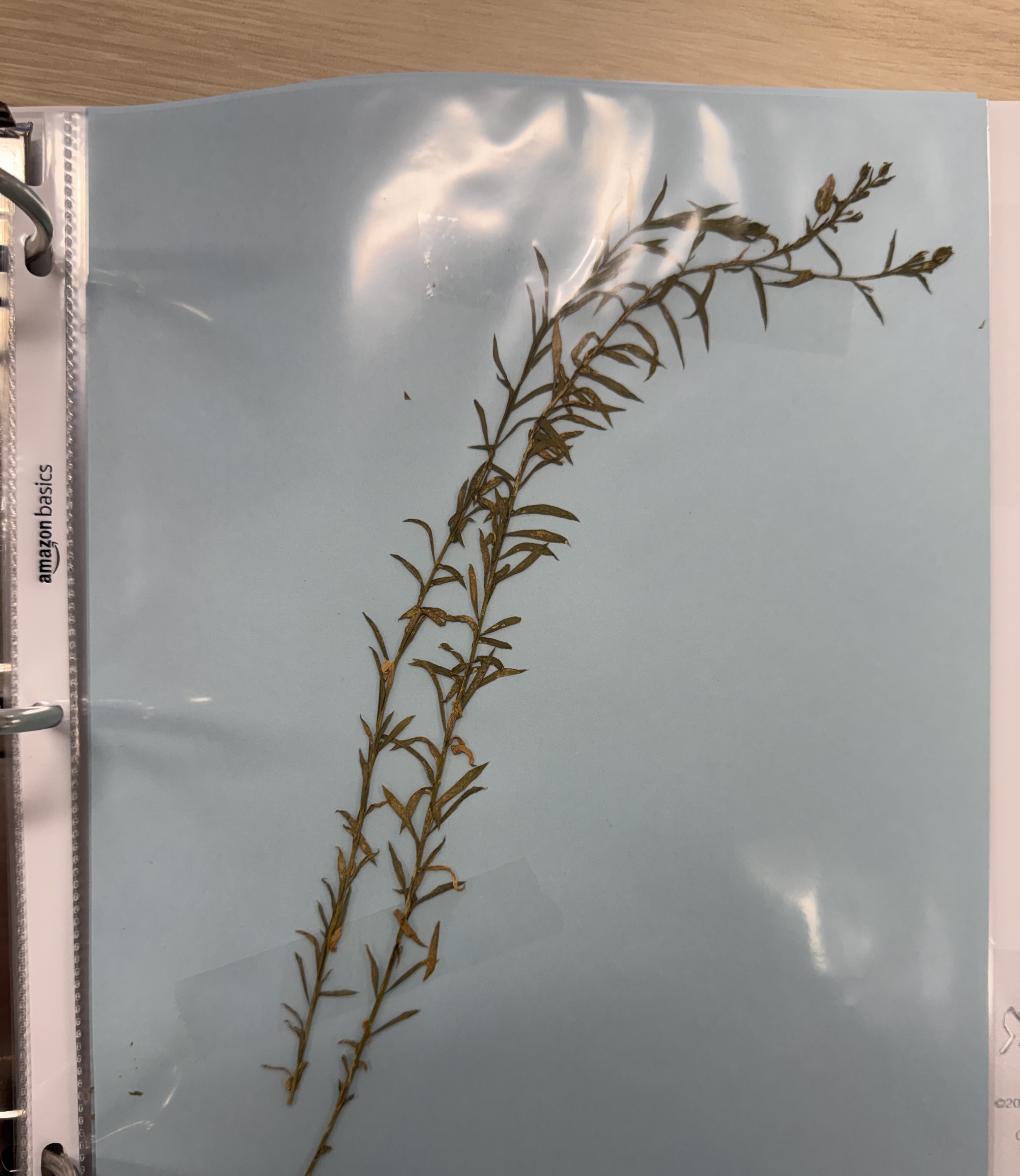 <p>Plant</p>