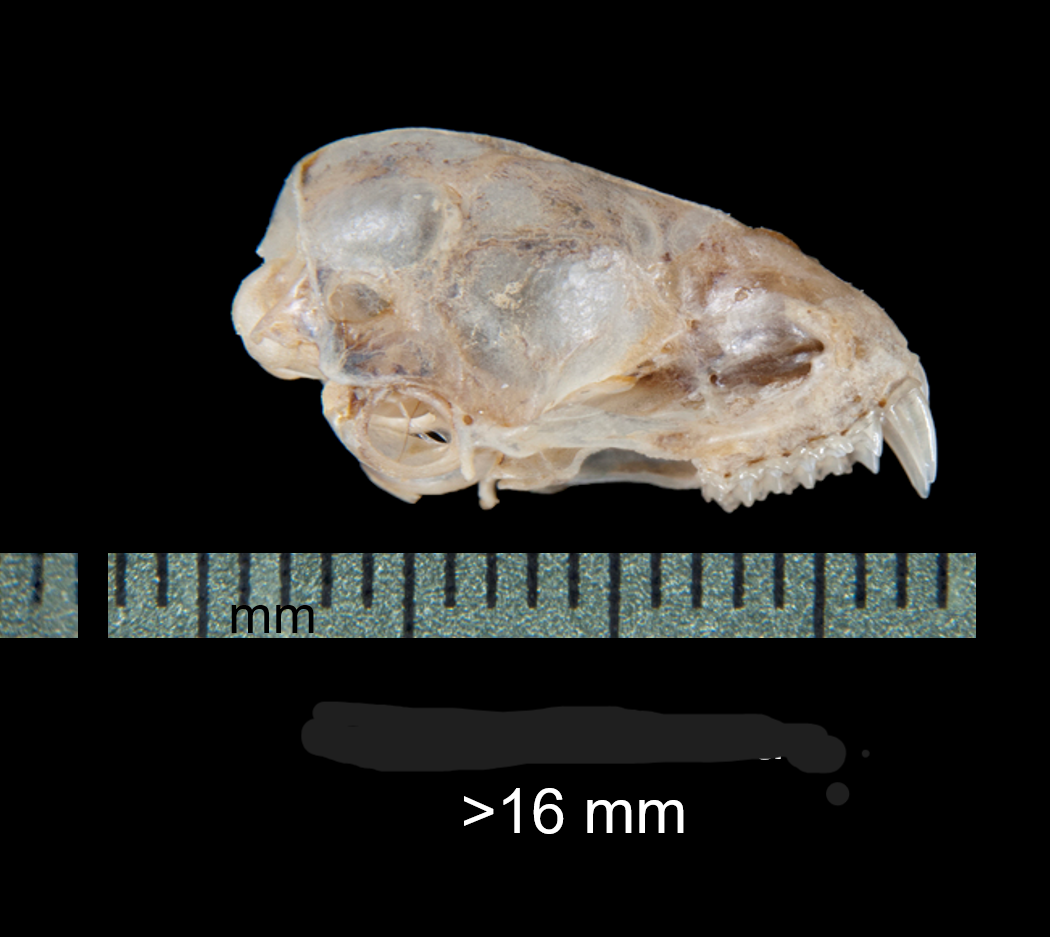 <p>What is the scientific name, common name, and the taxonomy of the species?</p>