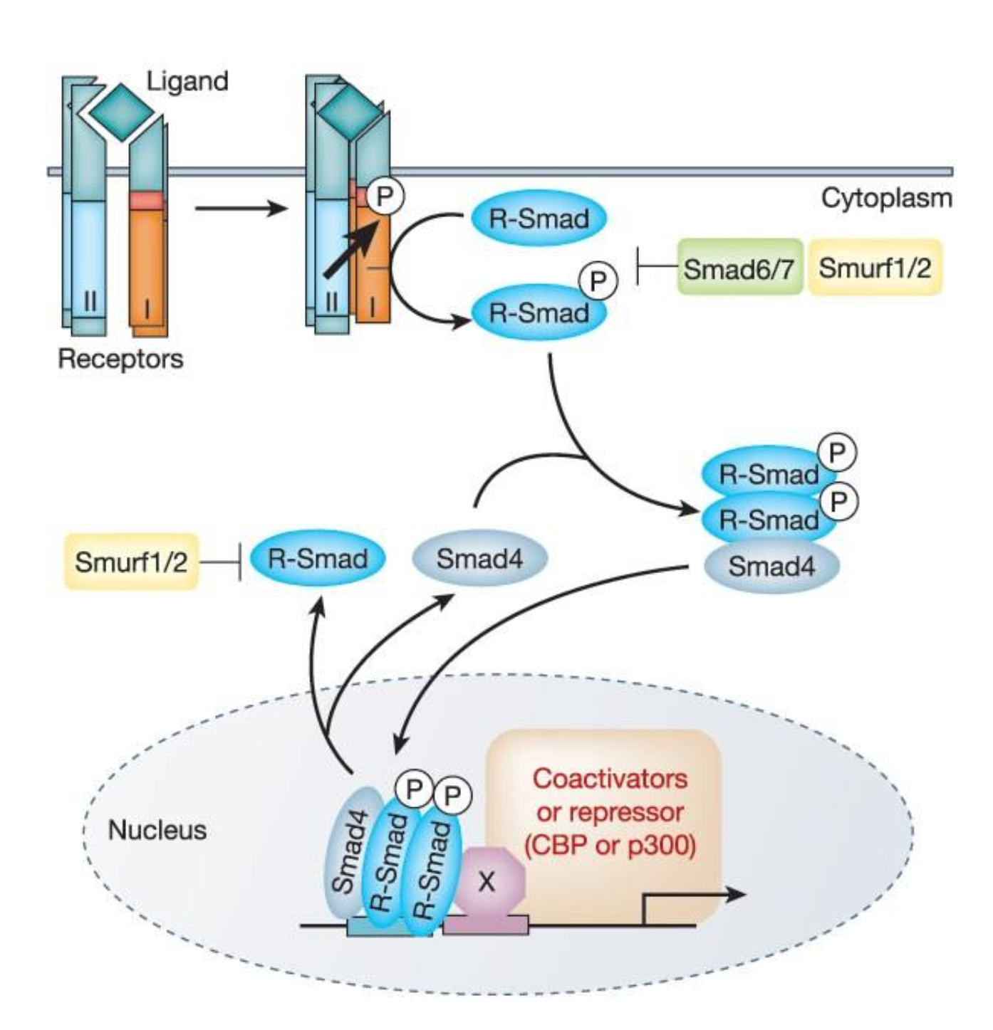 <p>done through serine/threonine receptors t<span style="line-height: normal;">hat can activate several </span>downstream signaling cascades like the SMAD <span style="line-height: normal;">pathway</span></p>