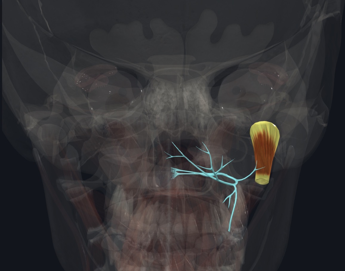 <p>Posterior ramus of C1</p>