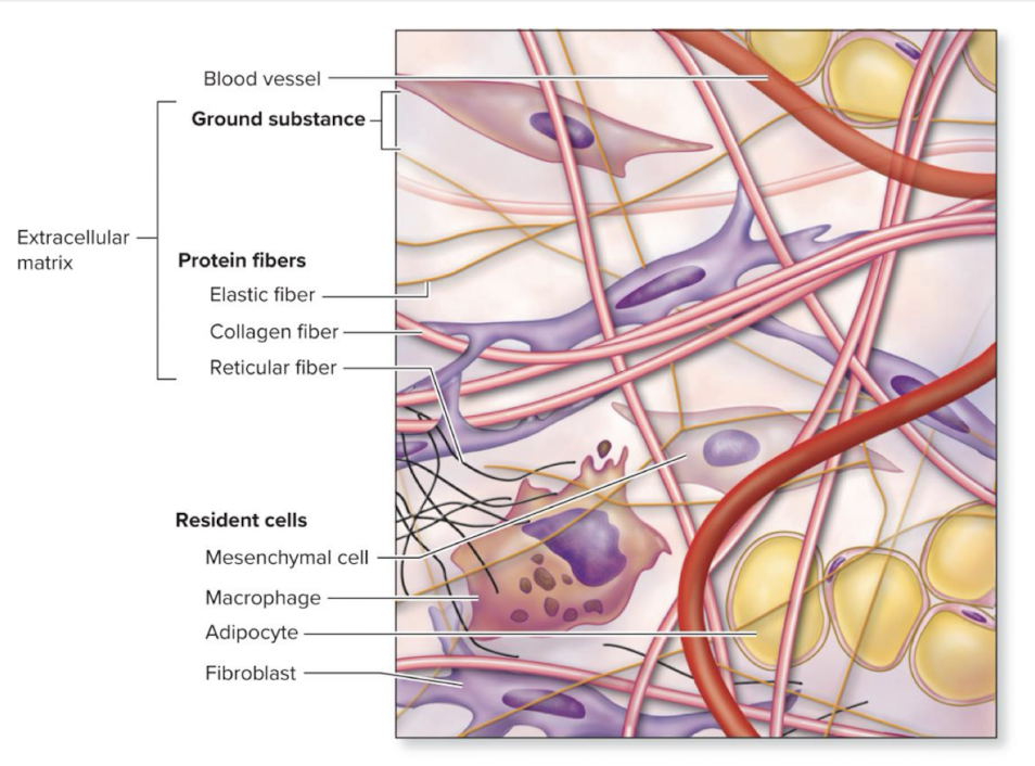 <p>non-fibrous component of the extracellular matrix surrounding connective tissue cells and fibers.</p><ul><li><p>Glycosaminoglycans, proteoglycans, and glycoproteins</p></li></ul><p></p>