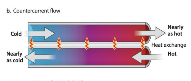 <ul><li><p>The type of organization in which fluids with different properties move in opposite directions</p></li><li><p><span style="background-color: inherit; line-height: 19.55px; color: windowtext;">Flow in two tubes opposite&nbsp;</span><span style="line-height: 19.55px; color: windowtext;">&nbsp;</span></p></li><li><p class="Paragraph SCXO201051805 BCX0" style="text-align: left;"><span style="background-color: inherit; line-height: 19.55px; color: windowtext;">At both ends -> same temp of fluid (both tube has cold and hot at end)</span><span style="line-height: 19.55px; color: windowtext;">&nbsp;</span></p></li><li><p class="Paragraph SCXO201051805 BCX0" style="text-align: left;"><span style="background-color: inherit; line-height: 19.55px; color: windowtext;">Exchange is efficient -> allows end to separate</span><span style="line-height: 19.55px; color: windowtext;">&nbsp;</span></p></li></ul><p></p>