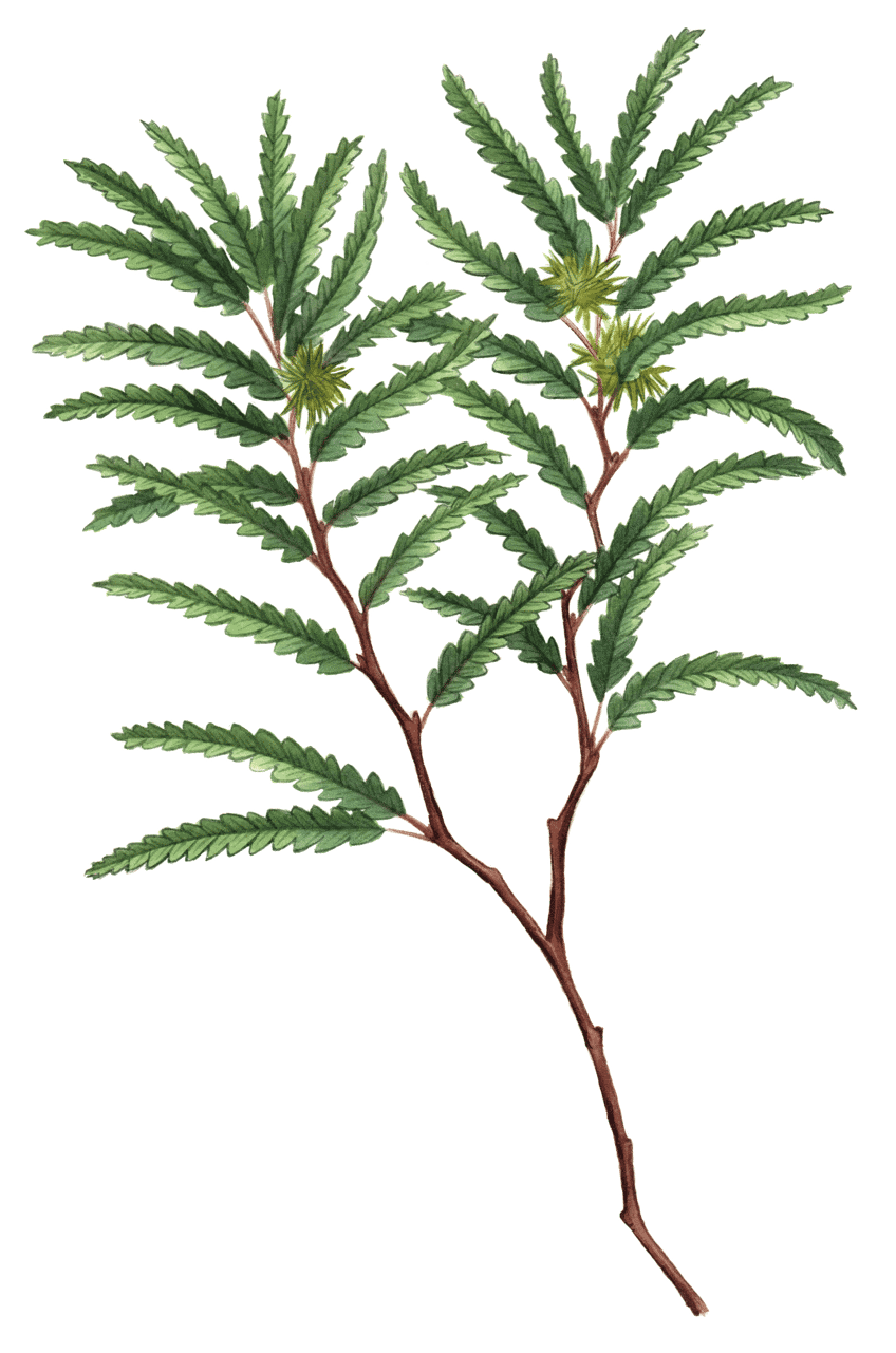 <p>not a fern, fix N, open habitats, smells sweet, 2 lines on leaves</p>