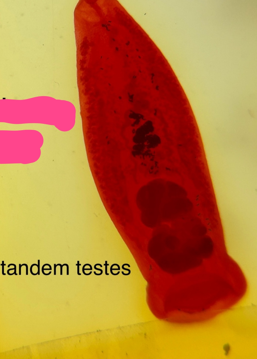 <p>Identification:</p><p>Common name:</p><p>Organ loc:</p><p>Intermediate Host:</p><p>Definitive Host:</p><p>Family:</p>