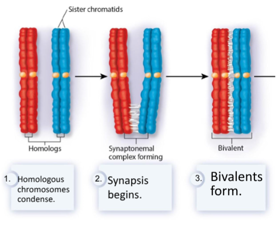 <p>Homologous pairs of sister chromatids associate with each other, lying side by side to form a bivalent or tetrad via a process called synapsis. This forms the synaptonemal comple, which is a protein structure that connects homologous chromosomes.</p>