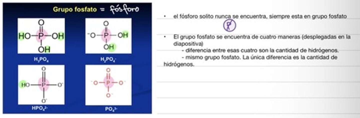 <ul><li><p>El grupo fosfato es un grupo funcional formado por un átomo de fósforo (P) unido a cuatro átomos de oxígeno (O) </p></li><li><p>—PO43-</p></li></ul><p></p>