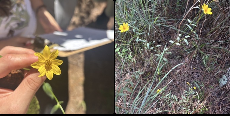 <p>Herb. Stems leggy. Leaves opposite, compound to deeply lobed. </p><p class="p1">Sunflower-type inforescence (a radiate head) with yellow ray flowers Phyllaries (bracts cupping the inflorescence) dimorphic - outer ones green, inner ones yellow w/ brown spots.</p>