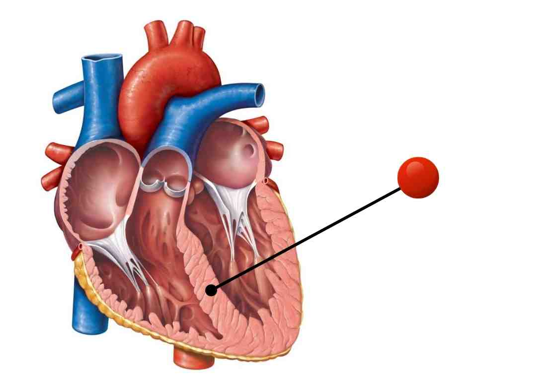 <p>left and right ventricles is separated by?</p>