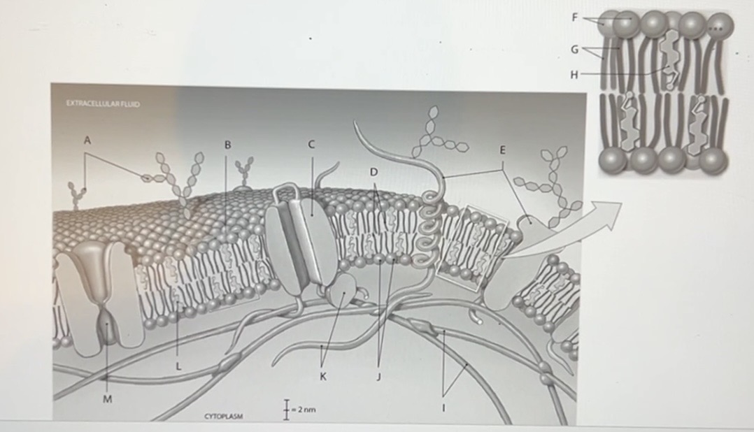 <p>Using the image above, what is the anatomical term for the Label I?</p>