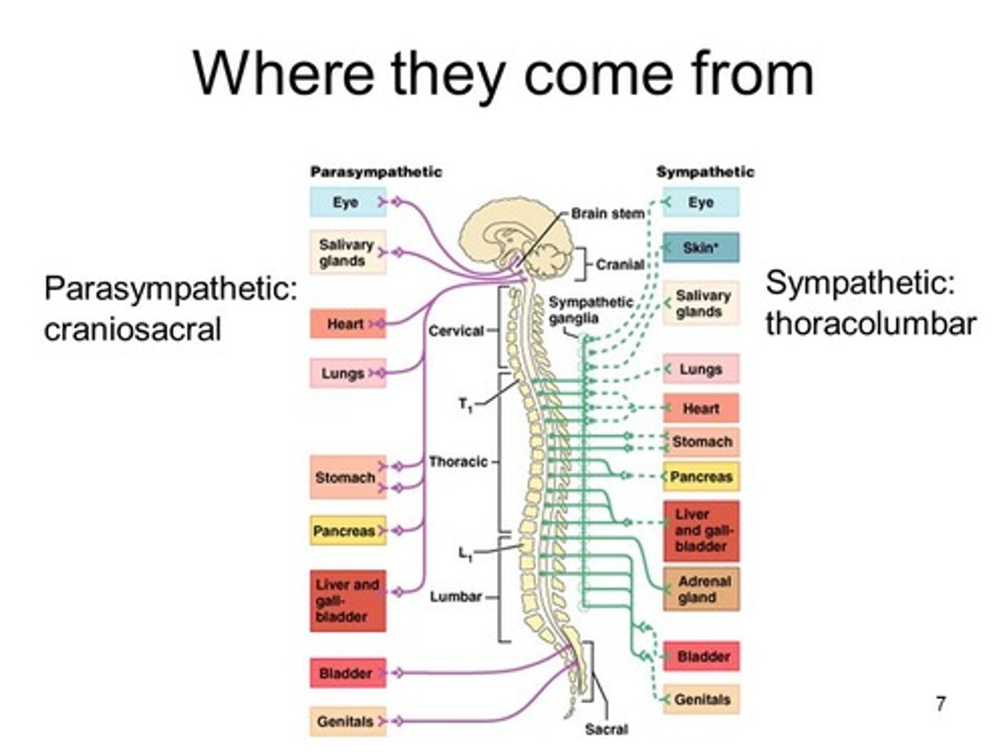 <p>(D) Brain stem & lower spinal cord, Middle of the spinal cord</p><p>The Parasympathetic nervous system's first neuron starts in the Brain stem & lower spinal cord. The Sympathetic nervous system's first neuron starts in the Middle of the spinal cord.</p>