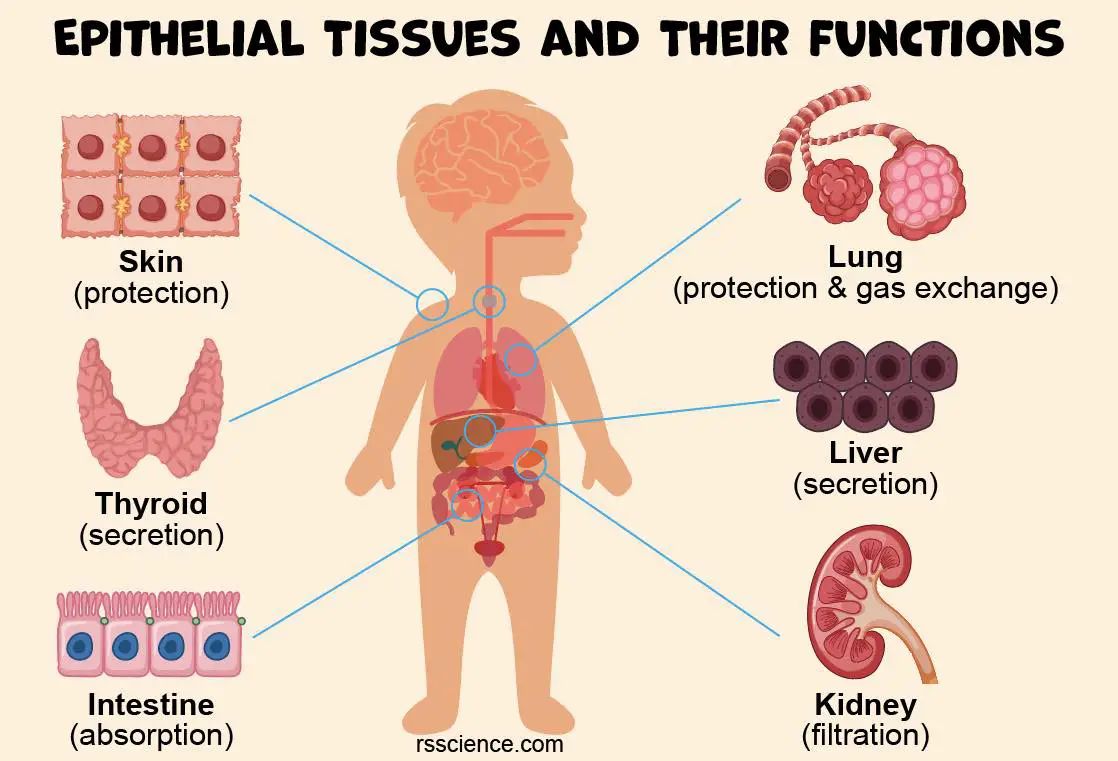 <p>Functions: </p><p>physical protection: epithelial tissue is made of tightly packed cells. Our skin needs many layers of cells to be protected from injury and germs</p><p>selective permeability: The lining of our intestines allows nutrients to pass into the blood while blocking other substances</p><p>secretion: Epithelial cells in glands secrete hormones, mucus, sweat, or digestive enzymes.</p>