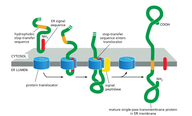 <p>the transmembrane protein is now anchored in the membrane</p>