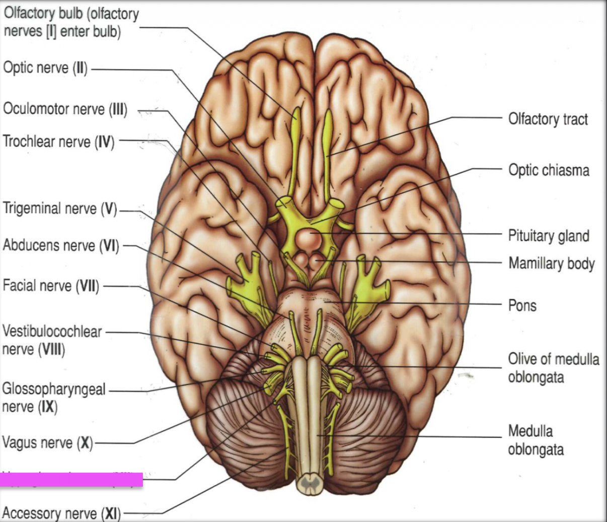 knowt flashcard image