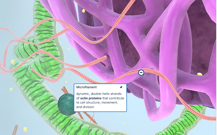 <p>Microfilaments</p>